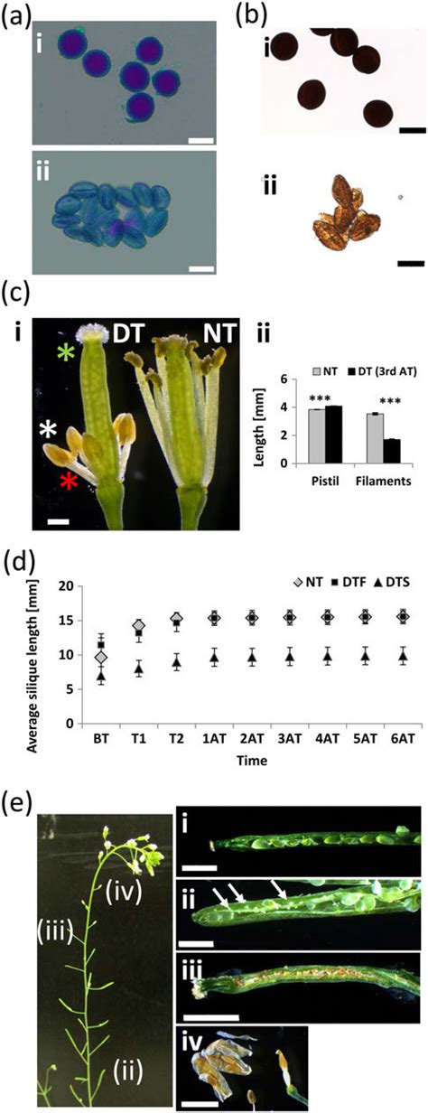 Pollen viability, flower and silique development in Arabidopsis... | Download Scientific Diagram