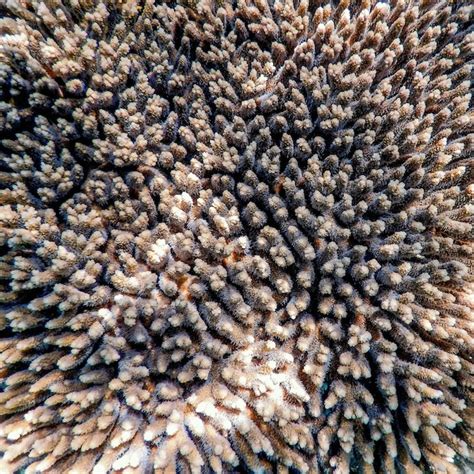 Premium Photo | Coral texture underwater, coral reef texture, tropical waters, marine life