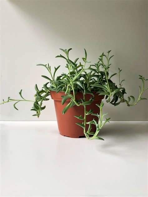 Plant of the Month Archive: String of Dolphins — Infinite Succulent