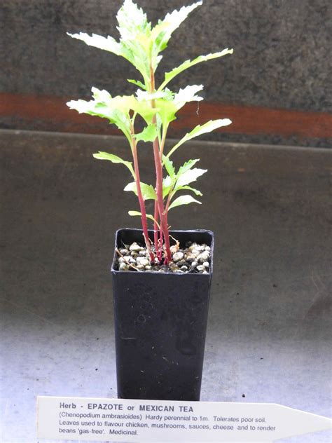 Epazote plant | Chenopodium ambrosioides - All Rare Herbs