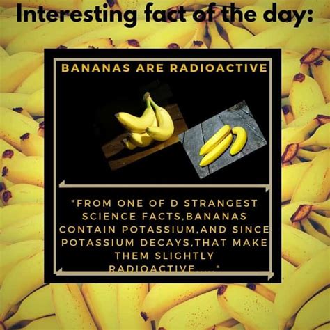 Fact Check: Are Bananas radioactive? - THIP Media