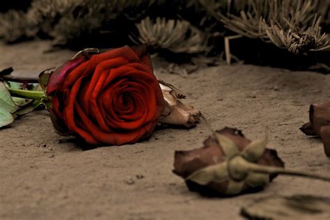 sad roses - a gallery on Flickr