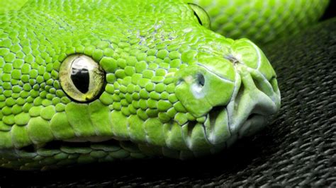 Green snake HD desktop wallpaper : Widescreen : High Definition : Fullscreen