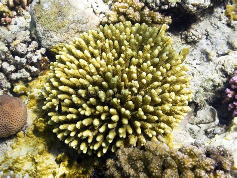 Acropora Aculeus: Coral Of Red Sea Stock Image - Image: 10721709