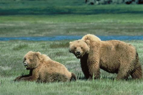 Free picture: grizzly bears, animal, wildlife