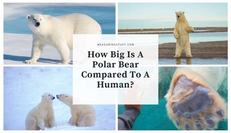 How Big Is A Polar Bear Compared To A Human? - Measuring Stuff