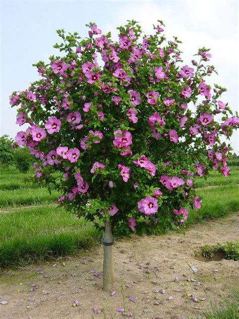 Hibiscus syriacus 'Aphrodite' Aphrodite Rose of Sharon | Цветущие ...