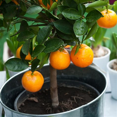 Dwarf Navel Orange Tree for Sale Online | Citrus.com