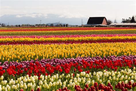 What is Tulip Festival in Orange City Iowa? - Dutch Inn and Suites