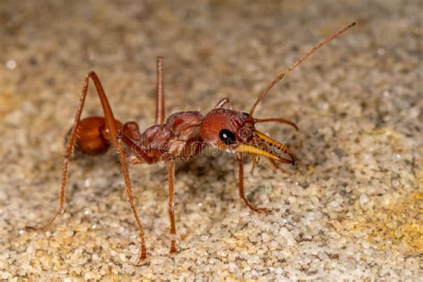 Australian Bull Ant Nest Against Blue Sky Stock Image - Image of ...