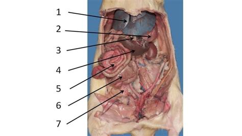 Rat Dissection- Abdominal Cavity Diagram | Quizlet