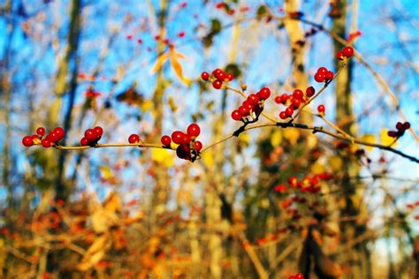 Wild berries along the Katy Trail in Weldon Springs Missouri