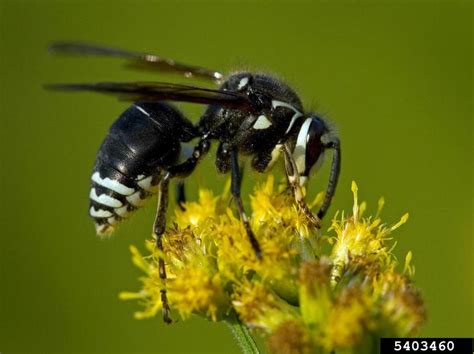 Hornets | Texas Apiary Inspection Service (TAIS)