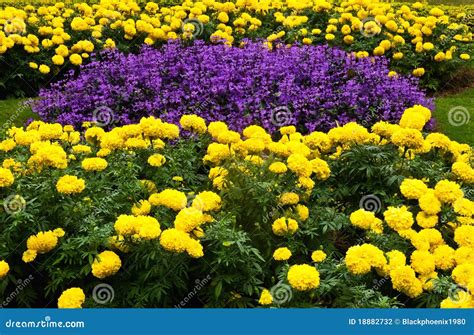 Purple And Yellow Flower Garden Stock Photography - Image: 18882732