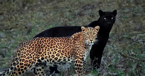 LOOK: Photographer captures rare image of leopard and black panther couple in forest | Inquirer ...