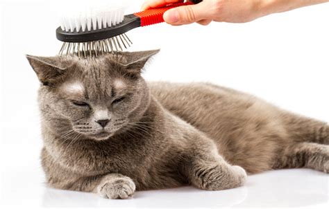 Pet Grooming: Why Cats Should Be Visiting The Salon Too