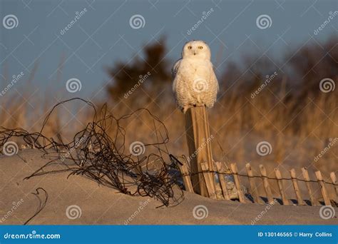 Snowy Owl in Canada stock image. Image of night, eagle - 130146565