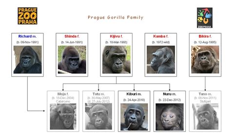 Gorilla Family - Prague 2012 | This is the gorilla family (s… | Flickr