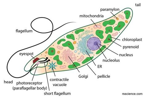 Euglena - Rs' Science | Microscopic organisms, Things under a microscope, Diagram design