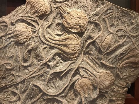 These fossils of 250-million-year-old crinoids at @NMNH are exquisite and positively Gigeresque ...