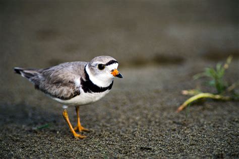 Threatened and Endangered Species | Nebraska Game & Parks Commission