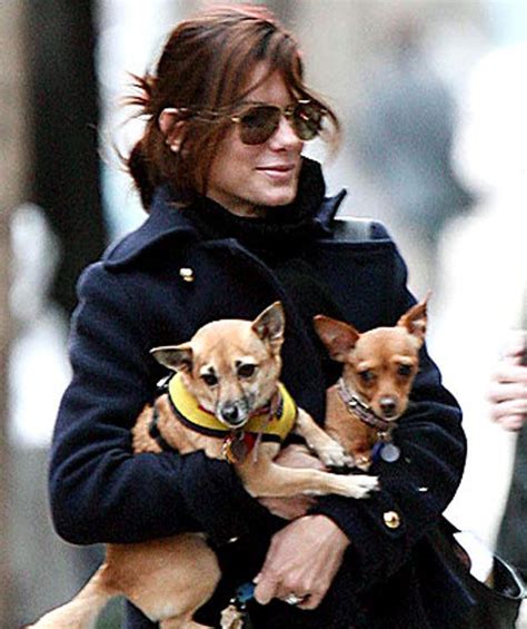 13 Celebs And Their Adorable Adopted Pups | Celebrity dogs, Pet people, Famous dogs