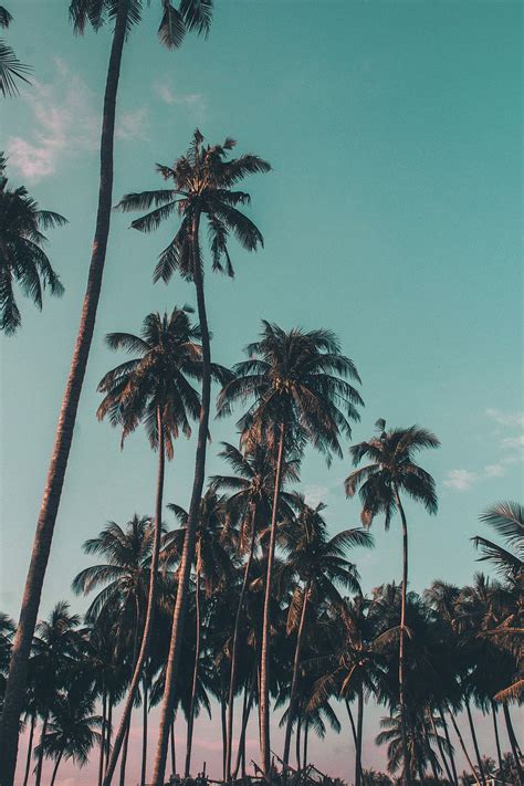 HD wallpaper: palm tree 4k download hd for pc, sky, tropical climate, plant | Wallpaper Flare