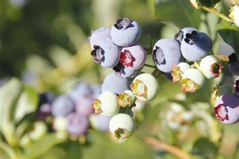 Colorful Blueberries stock photo. Image of ripening, bunch - 42277534