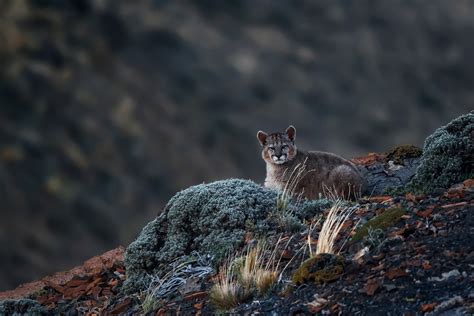 10 Wildlife Photography Tips for Beginners