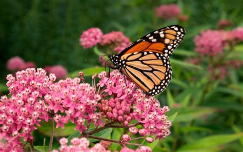 The Ultimate Milkweed Plant Growing Guide - Birds and Blooms