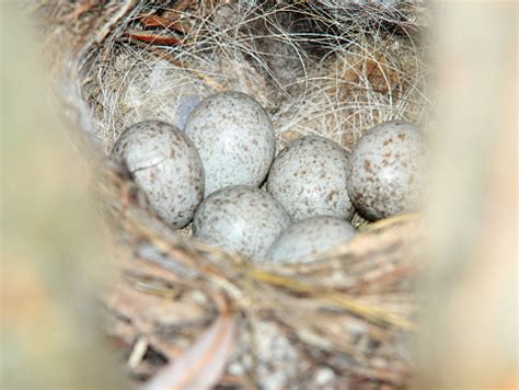 Wagtail Eggs In The Nest Stock Photo - Download Image Now - Animal ...