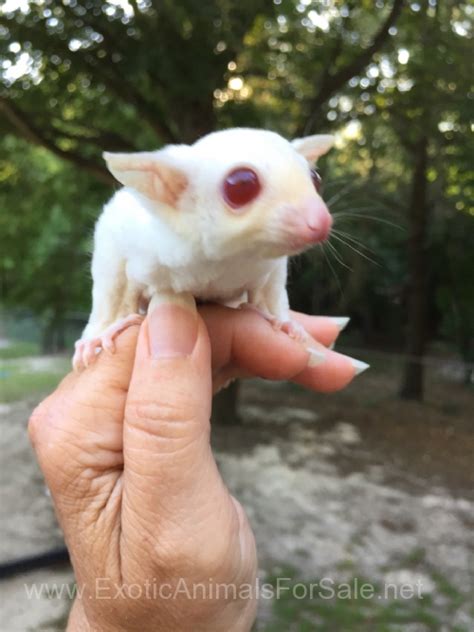 Sugar Glider Breeding Pairs for Sale