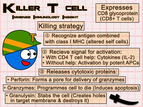 Immense Immunology Insight: Function of Cytotoxic T lymphocyte simplified