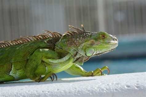 Iguana as a Pet: What You Should Know | Alpharetta Vet