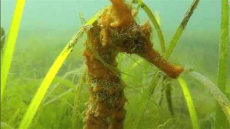 Rare sea creature spotted in California waters - CNN Video