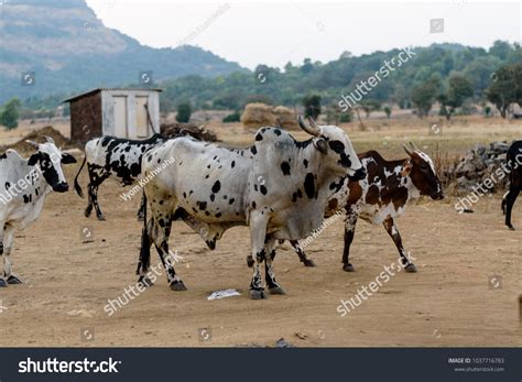 1 Ox cart east africa Stock Photos, Images & Photography | Shutterstock