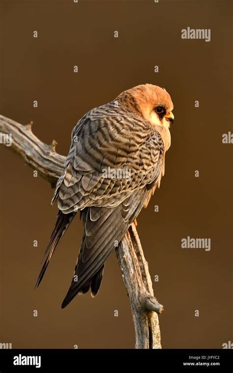 Red-footed Falcon (Falco vespertinus), female sitting on a branch ...