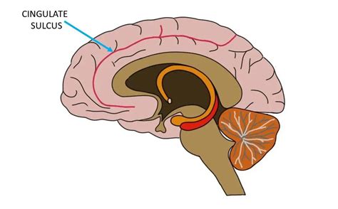 Cingulate sulcus - definition