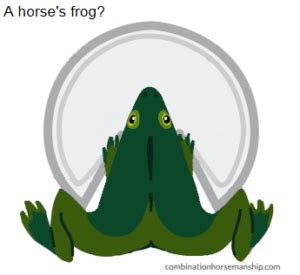 The horse's frog: a ribbeting tale? - Good Horse