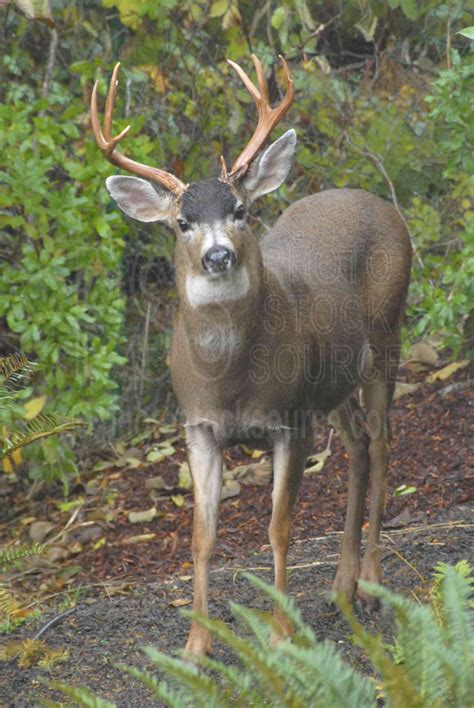 Photo of Blacktail Deer by Photo Stock Source animal, Eugene, Oregon, USA, deer,antlers,animals