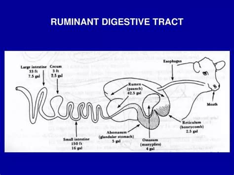 PPT - RUMINANT DIGESTIVE TRACT PowerPoint Presentation - ID:2065229