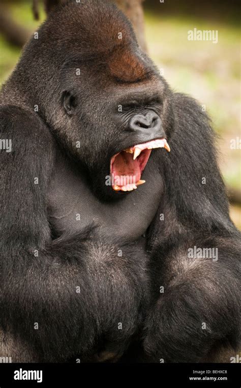 The Tired Gorilla Stock Photo - Alamy