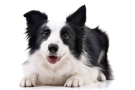 Smartest dog breeds: Border Collie, German Shepherd, Poodle