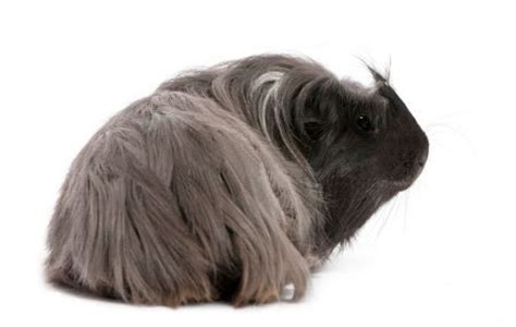 Caring For A Long Haired, Peruvian Guinea Pig | PetHelpful