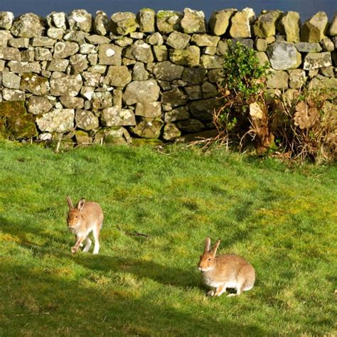 Irish hare or mountain hare? - Treshnish Holiday Cottages