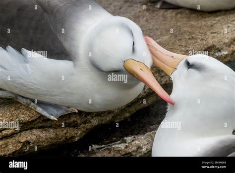 Black-browed Albatrosses (Thalassarche melanophrys) mutual preening ...