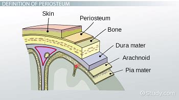 Periosteum of Bone | Definition, Function & Conditions - Lesson | Study.com