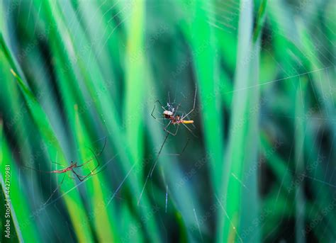 Rare photography, Meeting, seen two male and female spiders doing a mating ritual. Garden ...