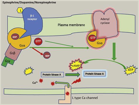 Mechanism of action of inotropes in neonates - Paediatrics and Child Health