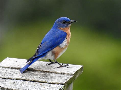 Eastern Bluebird, Male.jpg | BirdForum